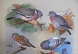 A Wood Pigeon A Stock Dove A Turtle Dove A Rock Pigeon by Archibald Thorburn